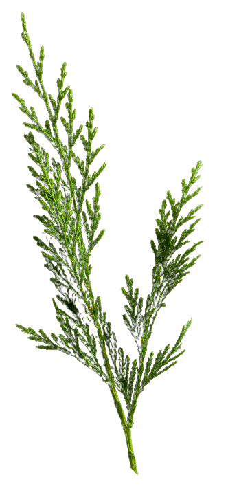 Fir leaf image